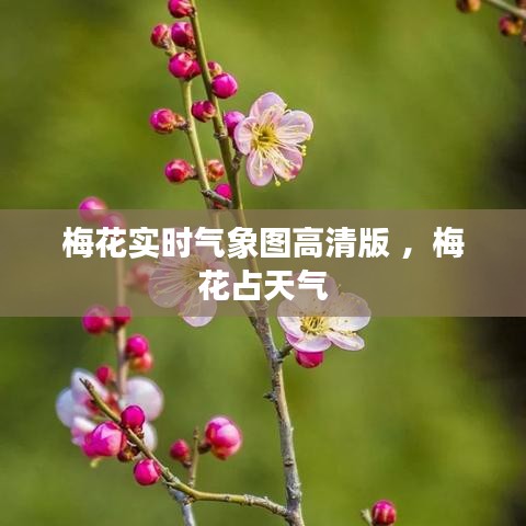 梅花实时气象图高清版 ，梅花占天气