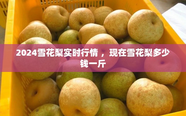 2024雪花梨实时行情 ，现在雪花梨多少钱一斤