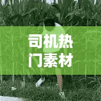 鸟之将死 第4页