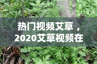 热门视频艾草 ，2020艾草视频在线观看