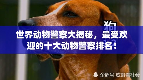 世界动物警察大揭秘，最受欢迎的十大动物警察排名！