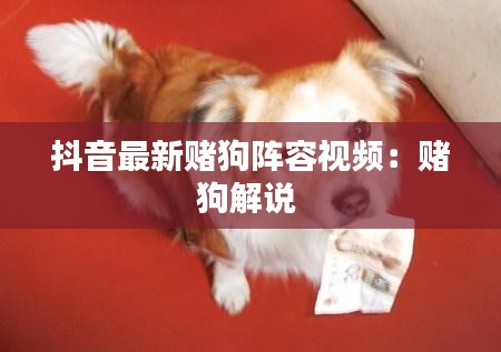 抖音最新赌狗阵容视频：赌狗解说 
