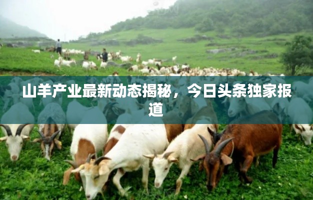 山羊产业最新动态揭秘，今日头条独家报道