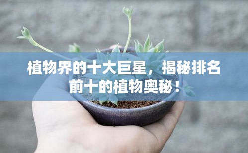 植物界的十大巨星，揭秘排名前十的植物奥秘！