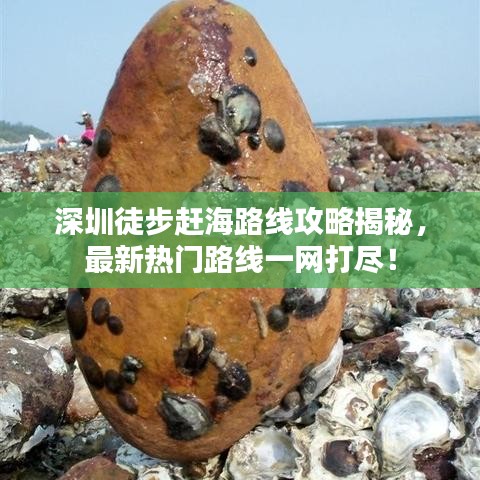 深圳徒步赶海路线攻略揭秘，最新热门路线一网打尽！