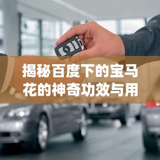 揭秘百度下的宝马花的神奇功效与用途