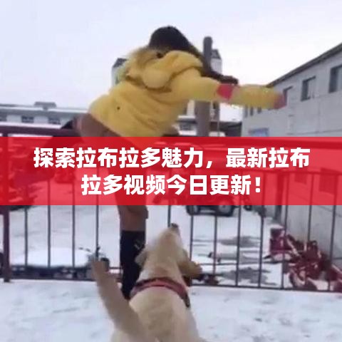 探索拉布拉多魅力，最新拉布拉多视频今日更新！