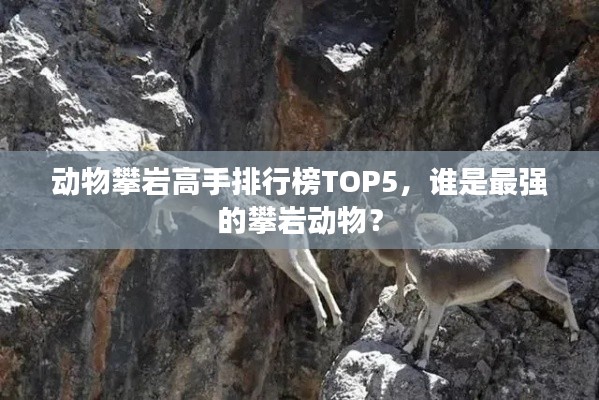 动物攀岩高手排行榜TOP5，谁是最强的攀岩动物？