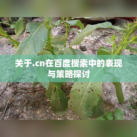关于.cn在百度搜索中的表现与策略探讨