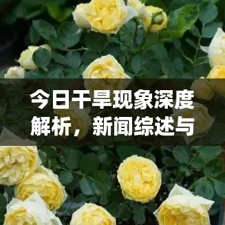 今日干旱现象深度解析，新闻综述与应对策略探索