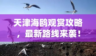 天津海鸥观赏攻略，最新路线来袭！