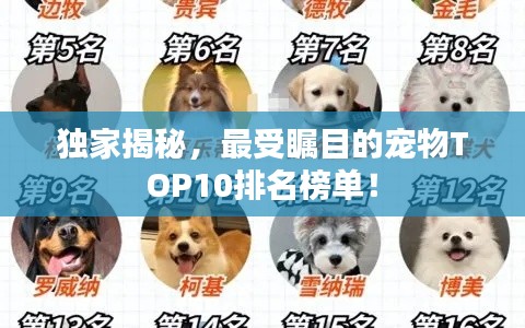 独家揭秘，最受瞩目的宠物TOP10排名榜单！