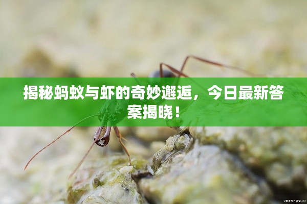 揭秘蚂蚁与虾的奇妙邂逅，今日最新答案揭晓！