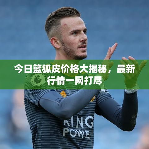 今日篮狐皮价格大揭秘，最新行情一网打尽