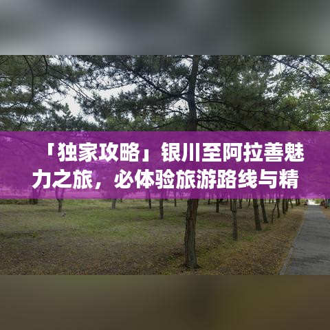 「独家攻略」银川至阿拉善魅力之旅，必体验旅游路线与精彩瞬间！