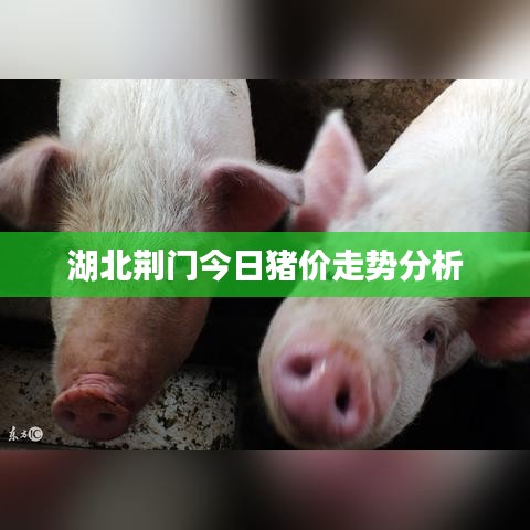 湖北荆门今日猪价走势分析