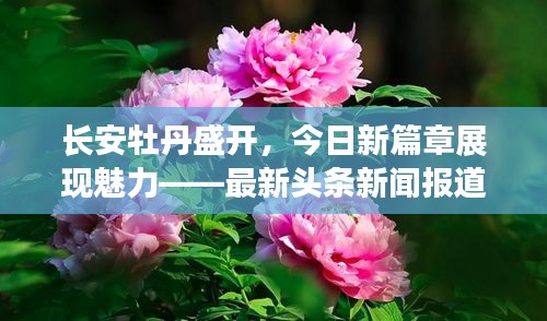 长安牡丹盛开，今日新篇章展现魅力——最新头条新闻报道