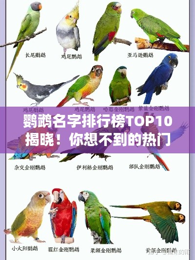 鹦鹉名字排行榜TOP10揭晓！你想不到的热门鹦鹉命名榜单