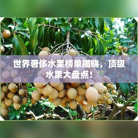 世界奢侈水果榜单揭晓，顶级水果大盘点！
