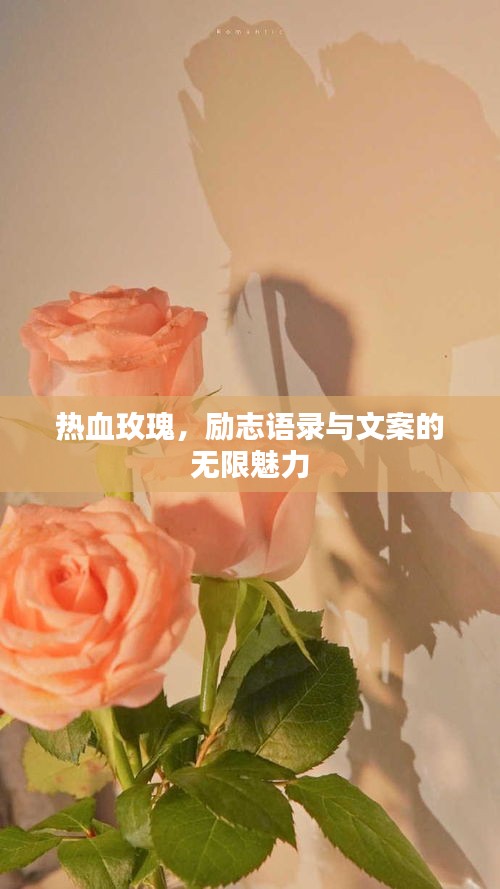 热血玫瑰，励志语录与文案的无限魅力