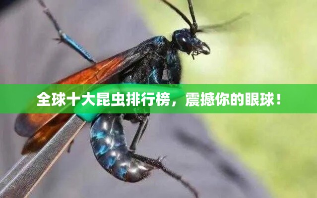 全球十大昆虫排行榜，震撼你的眼球！