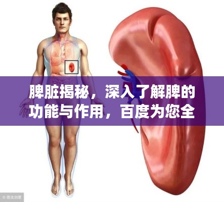 脾脏揭秘，深入了解脾的功能与作用，百度为您全面解析