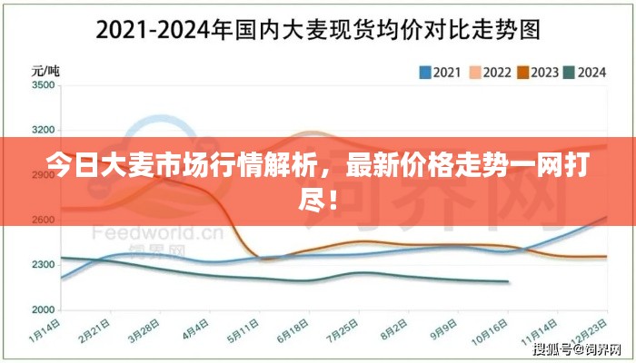 今日大麦市场行情解析，最新价格走势一网打尽！