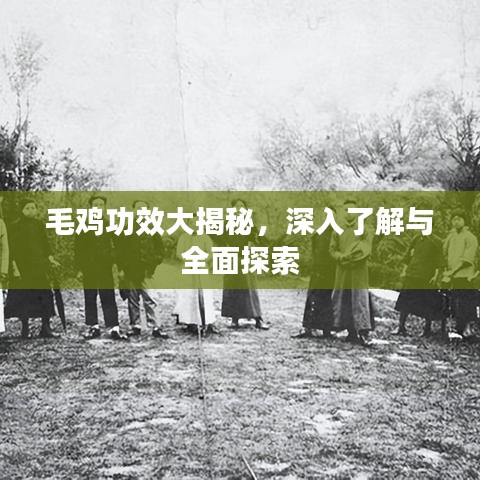 毛鸡功效大揭秘，深入了解与全面探索